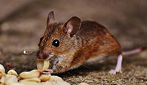 24 Hour & Emergency Exterminators in Veterans Admn, CA